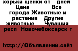 хорьки щенки от 35дней › Цена ­ 4 000 - Все города Животные и растения » Другие животные   . Чувашия респ.,Новочебоксарск г.